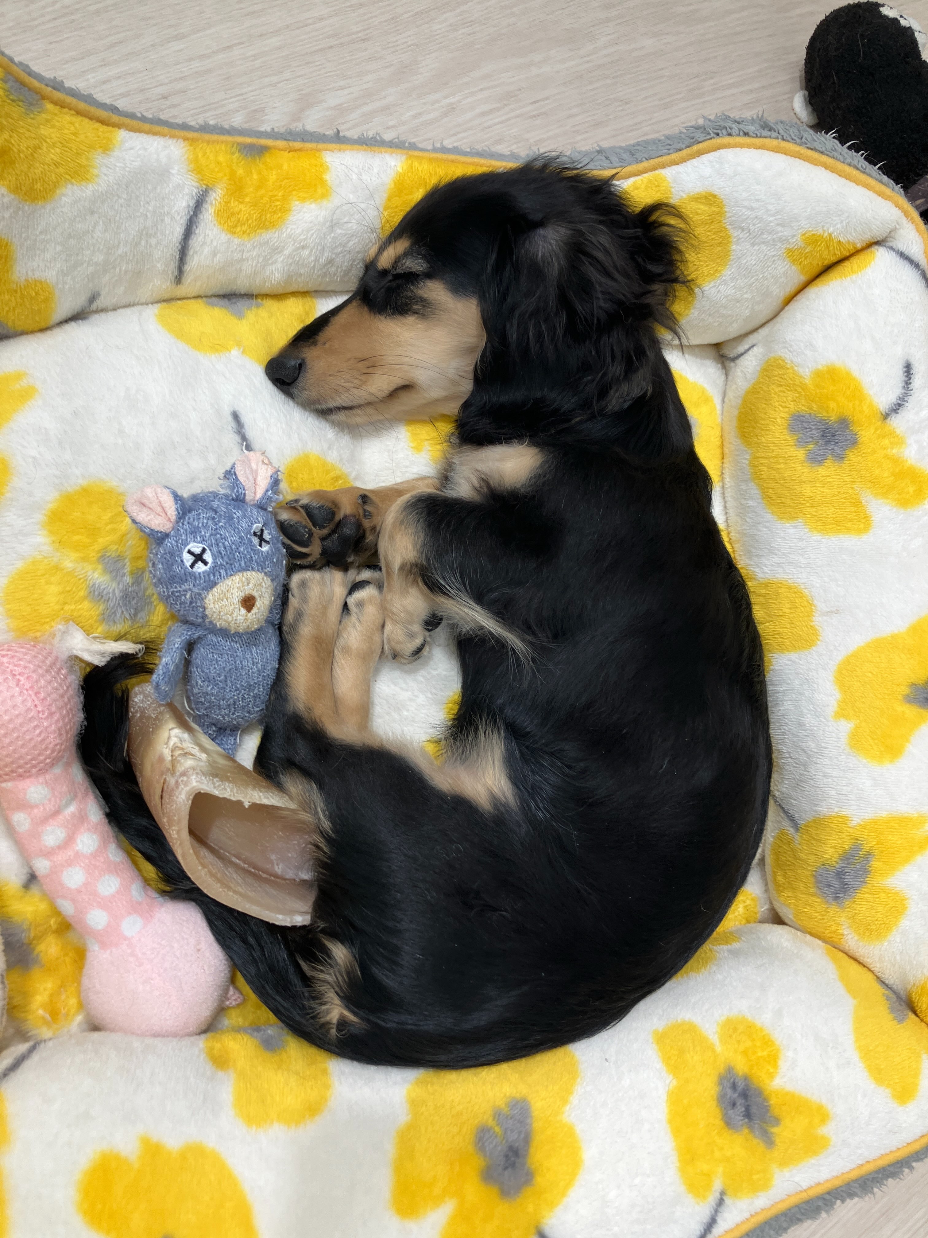 お昼寝中💤