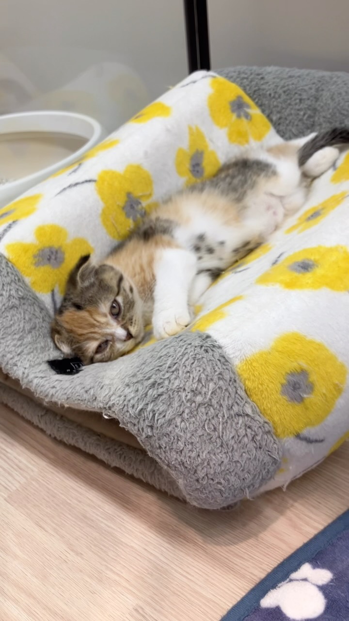 リラックスモードのスコちゃん💕
