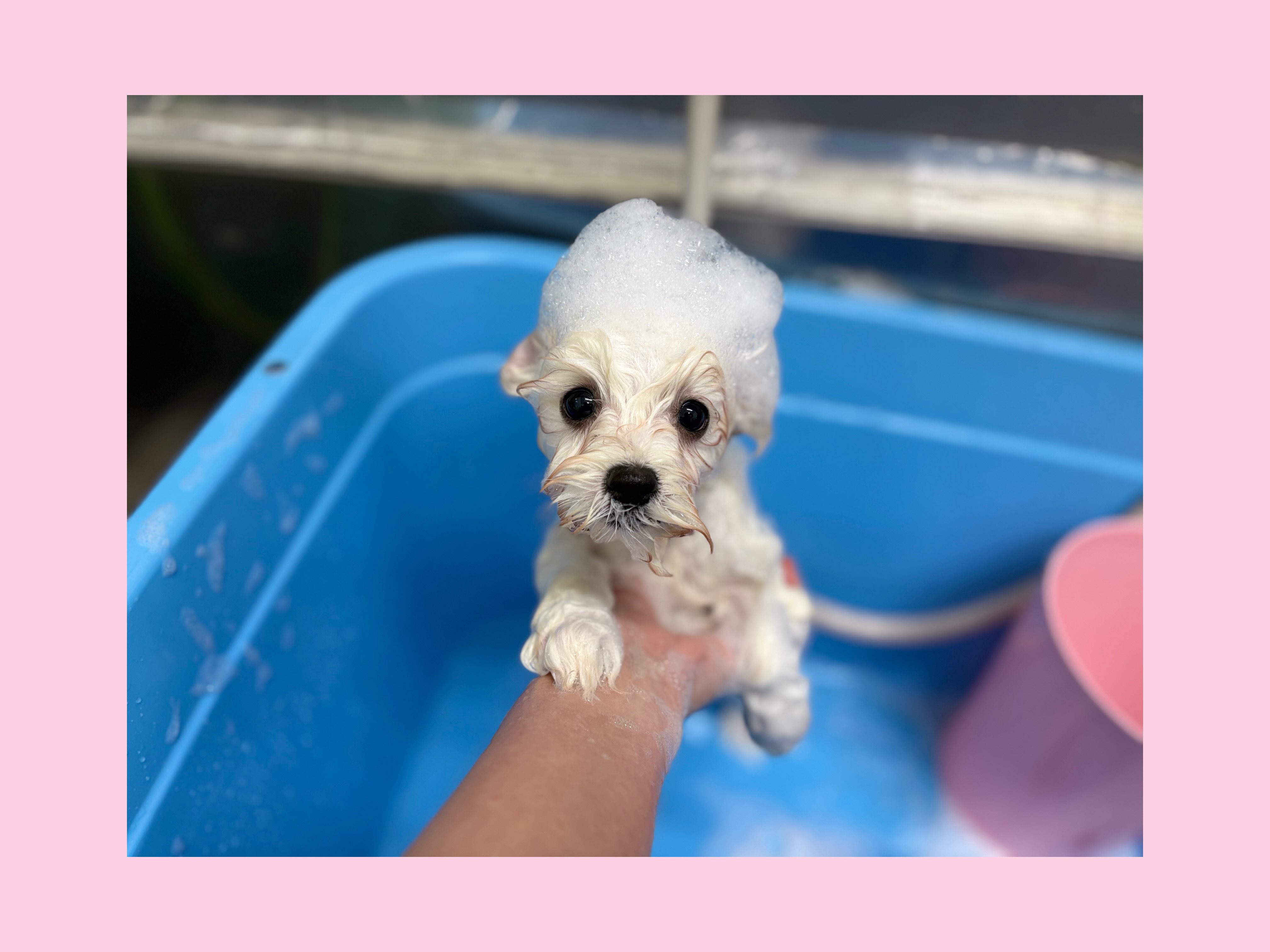 トリミングしてもらったマルビションたん🧴✂️🩷