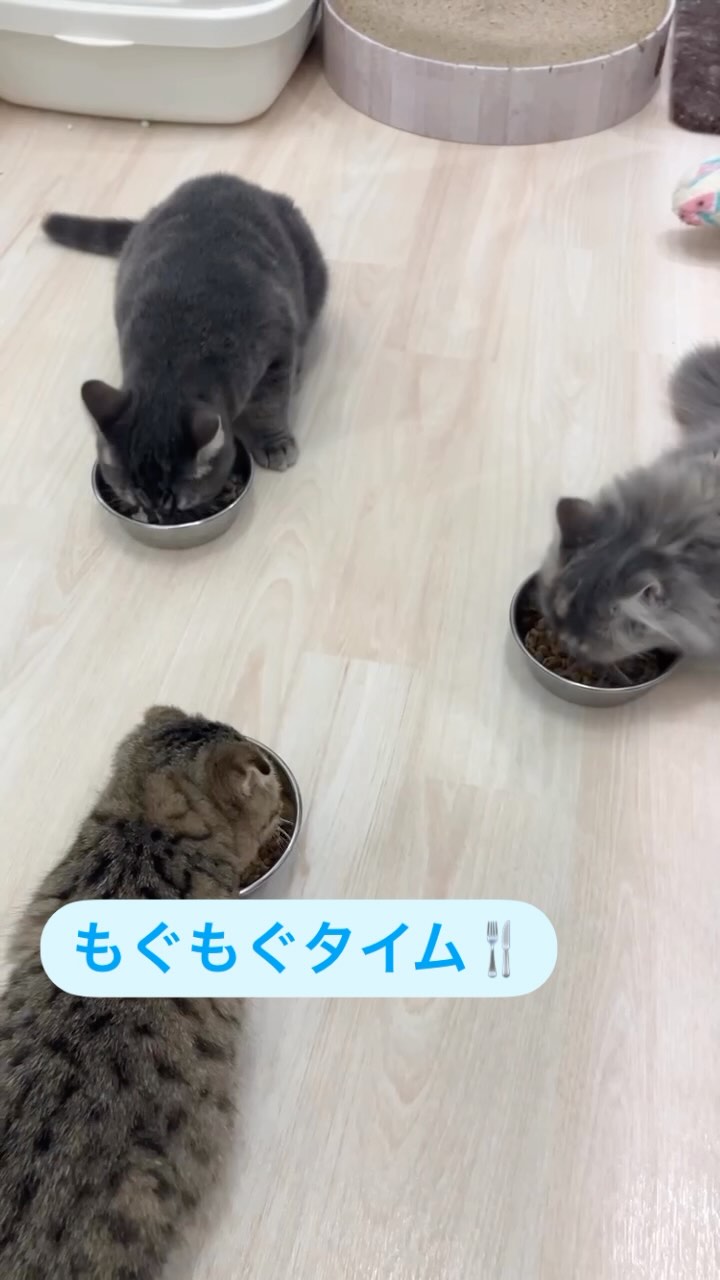 もぐもぐタイム🍴