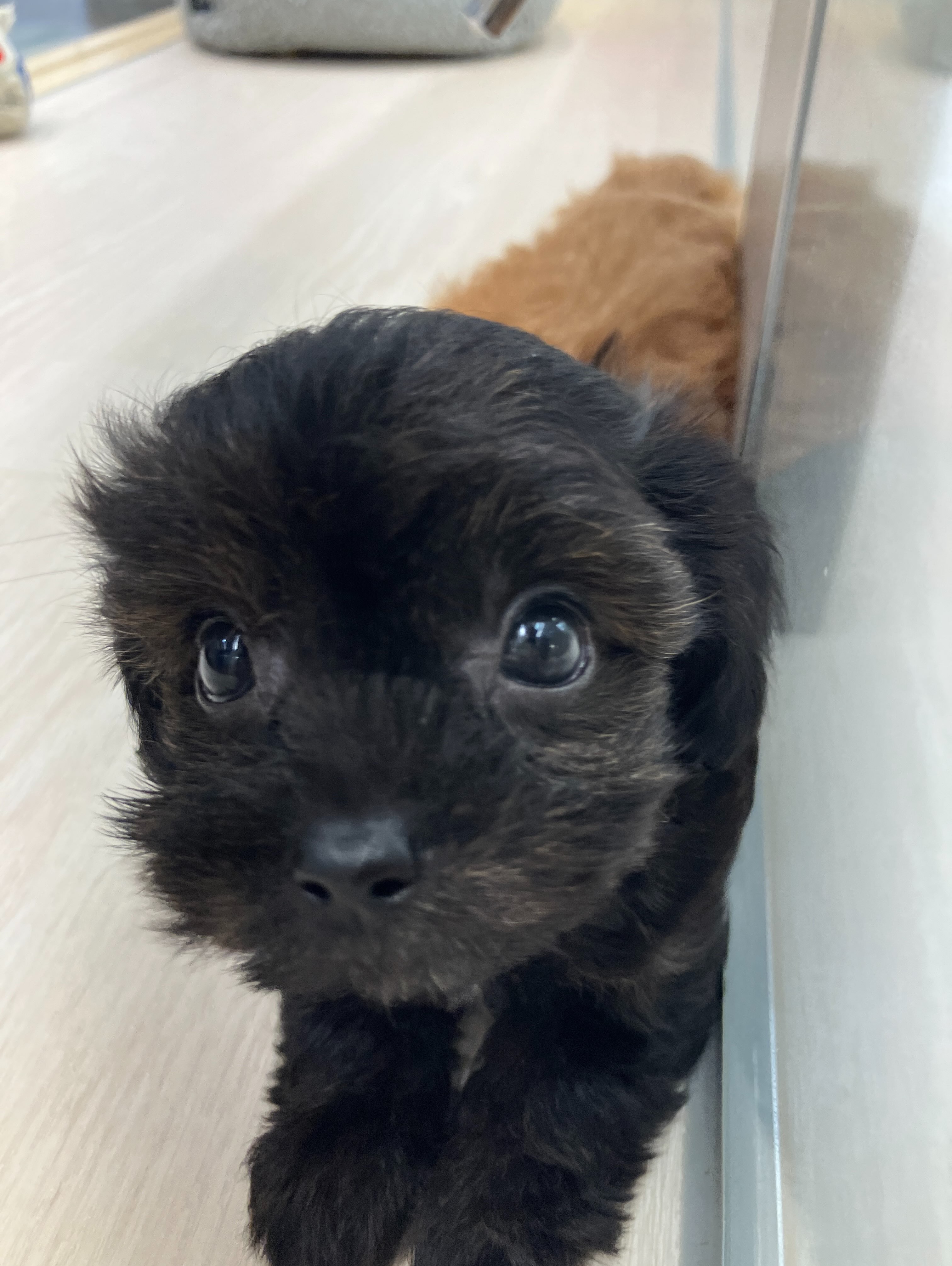 上目遣いがかわいすぎます😻✨
