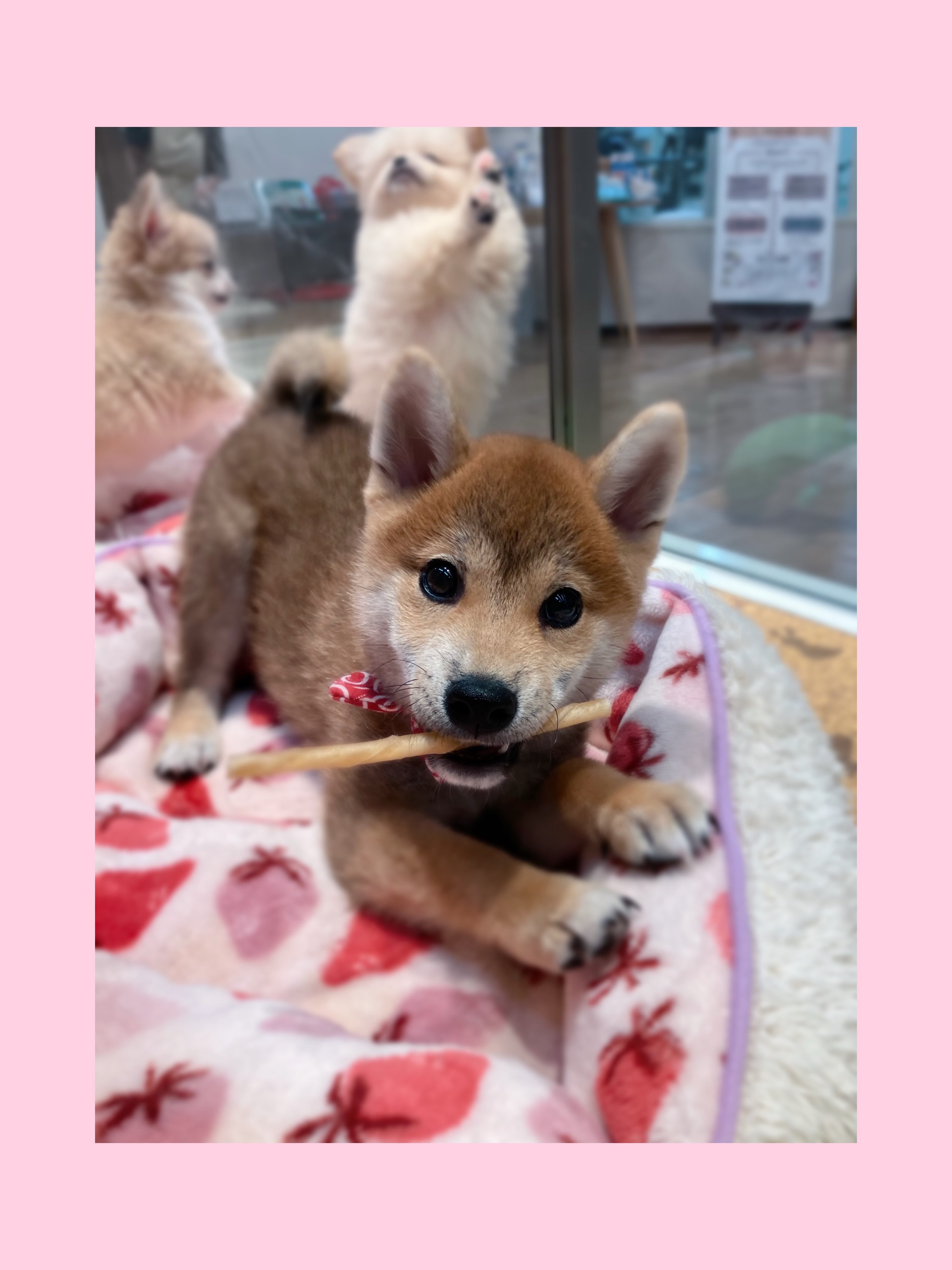 ガムうまうま🦴