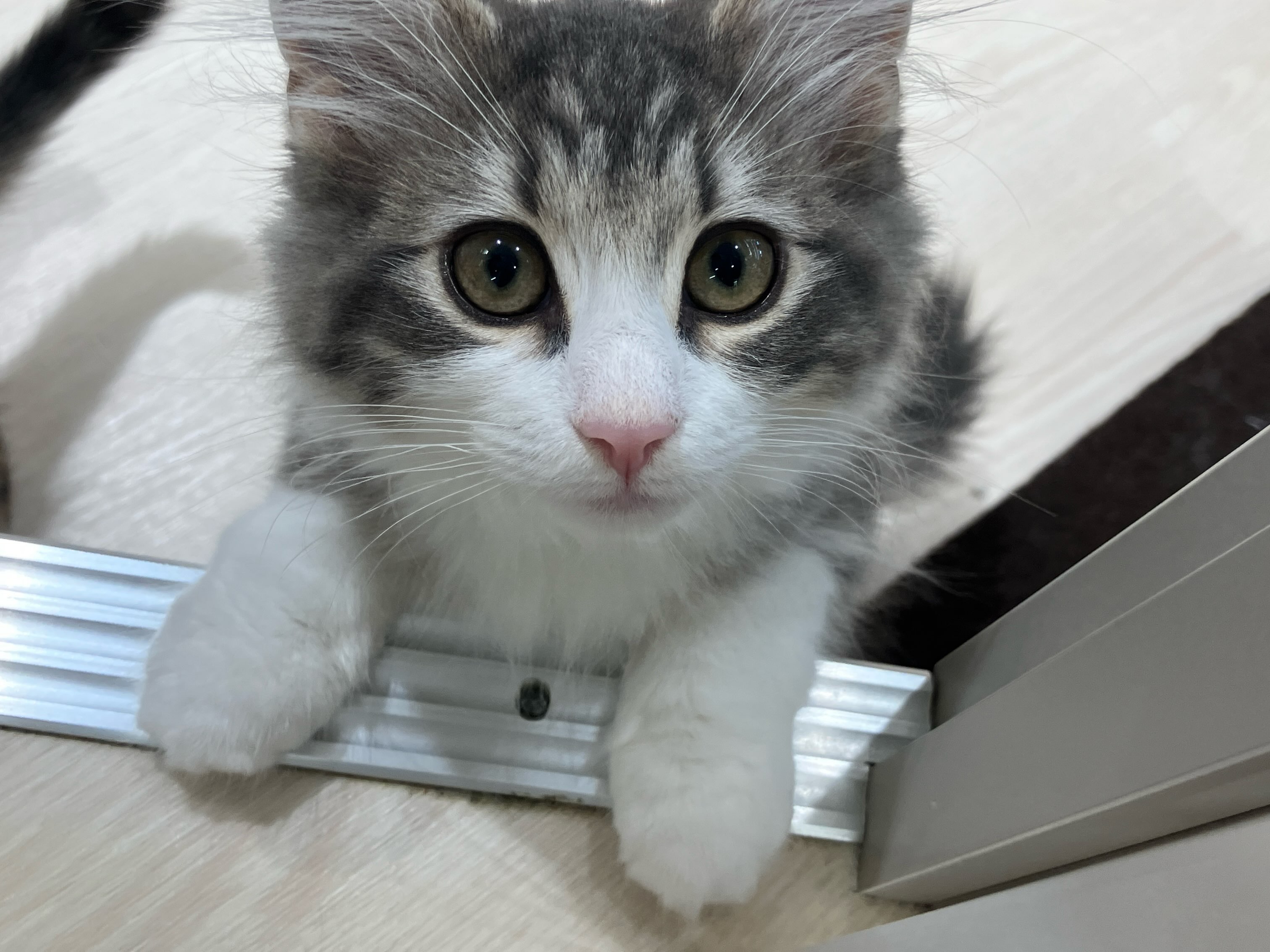 ひょっこりのぞくにゃんたち☺️