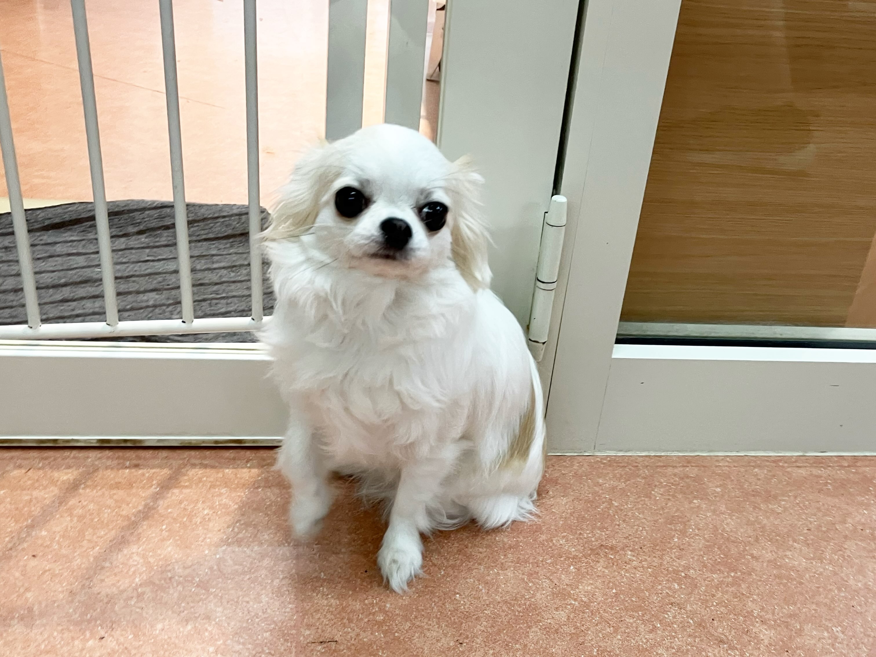 お泊り中のおこげちゃん🩷