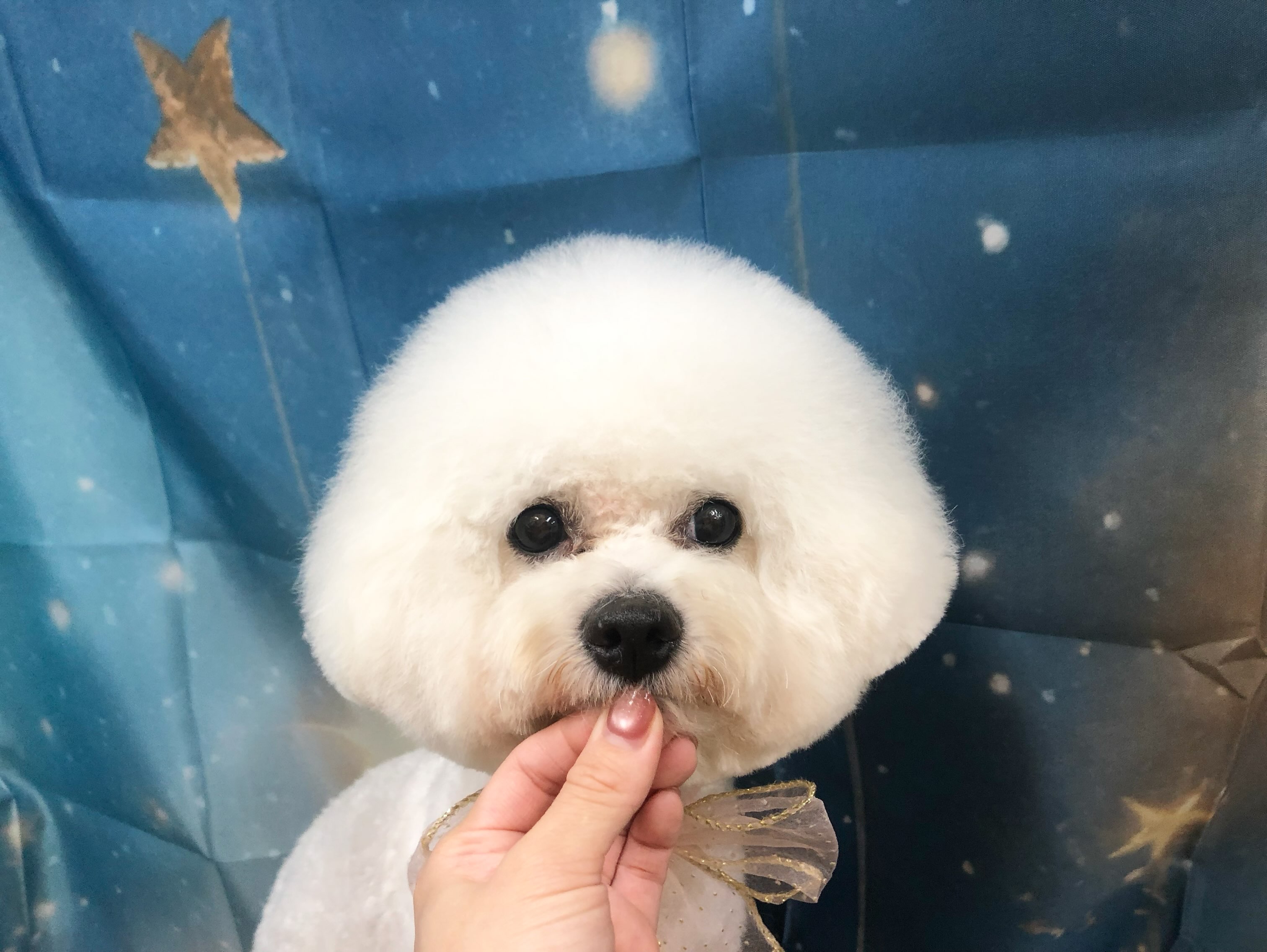 小町ちゃん🫧
