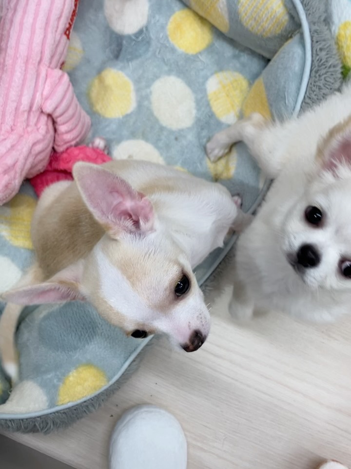 仲良しチワワコンビ🥰