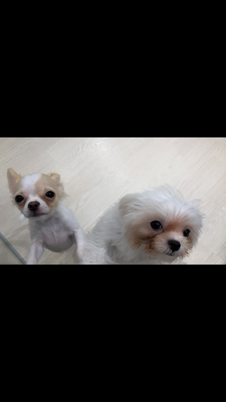 今日も元気いっぱいにお店で待ってるよ〜🐶🐶⭐️