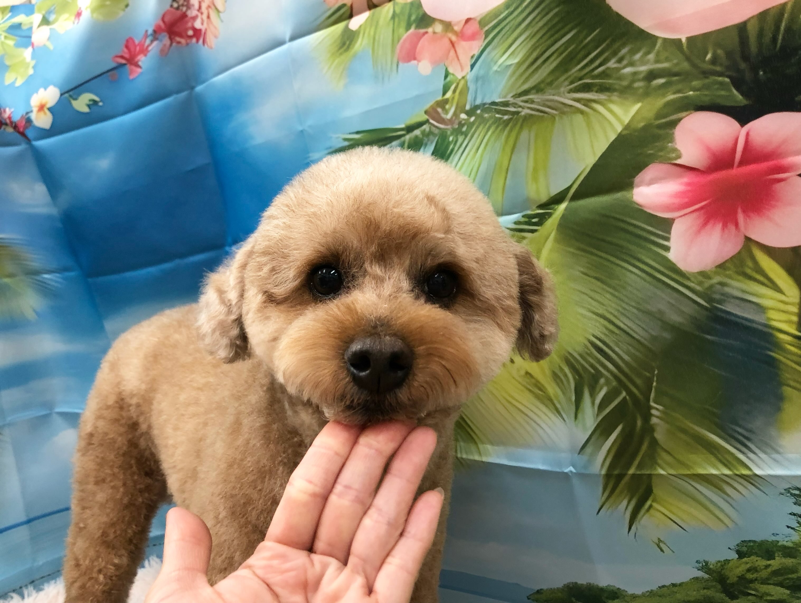 ラッキーちゃん✌️✨