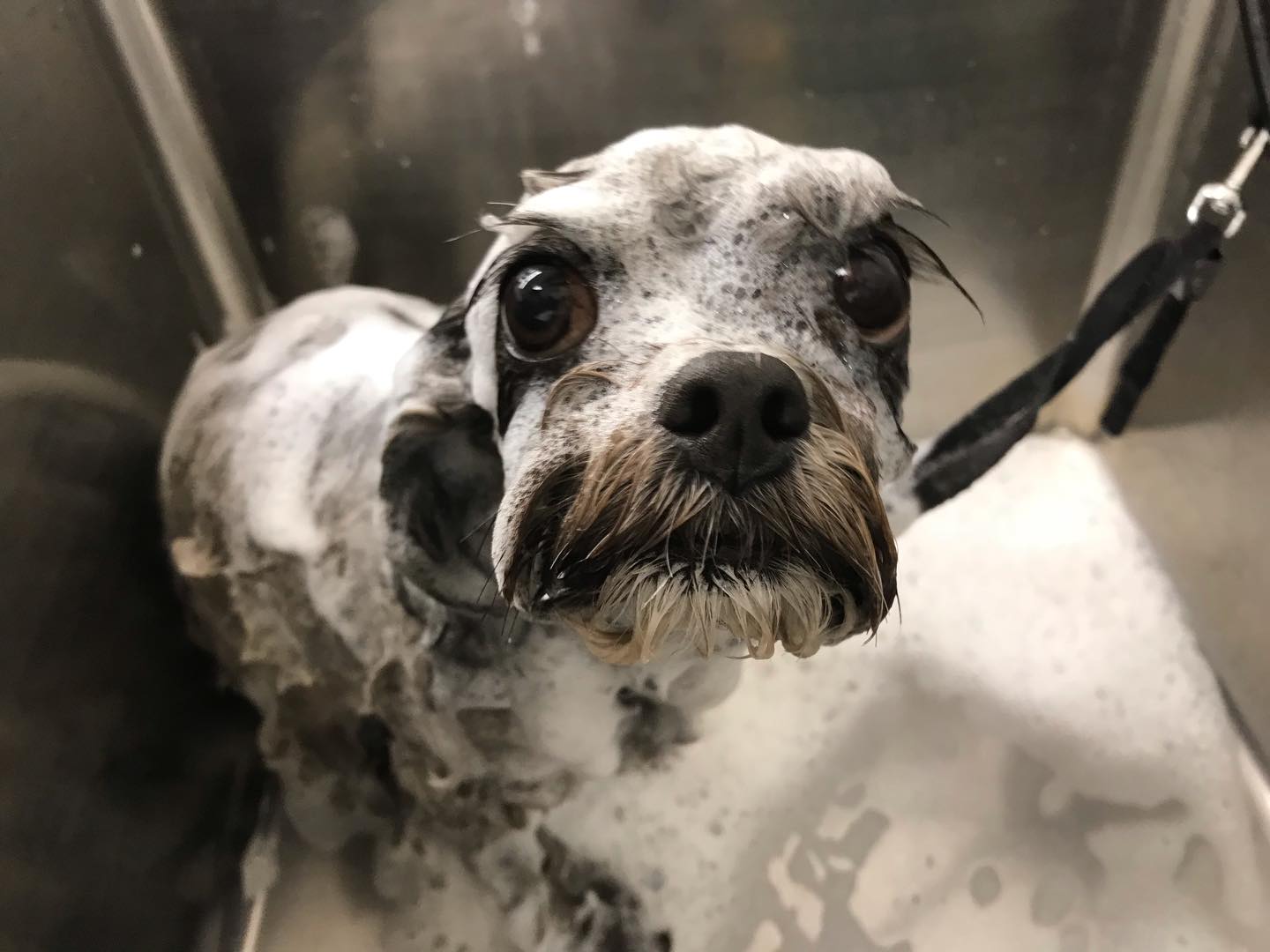 🐶トリミングご利用のお客様です💕