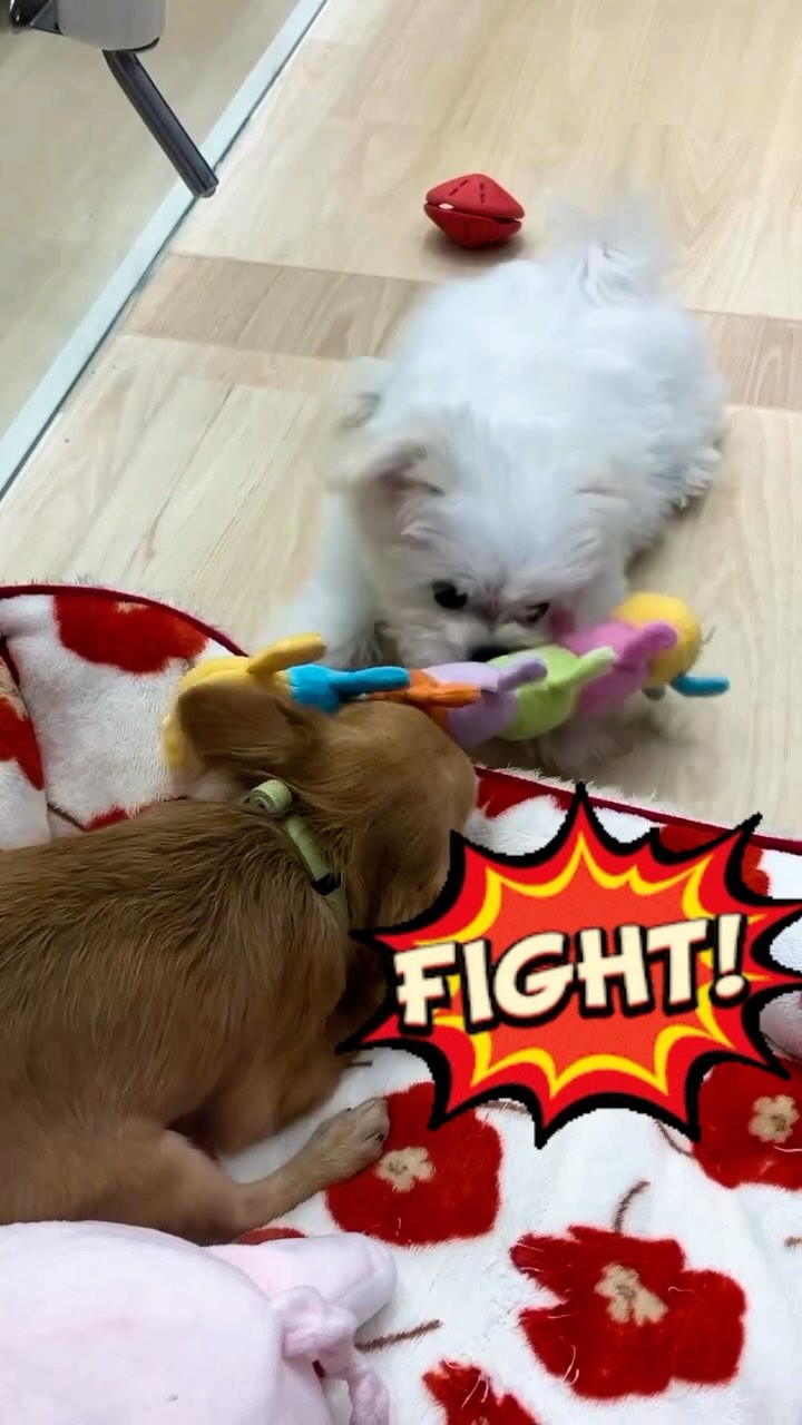 仲良く遊んでまーーす🫶
