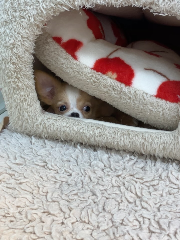 かまくらベッド探検中😎