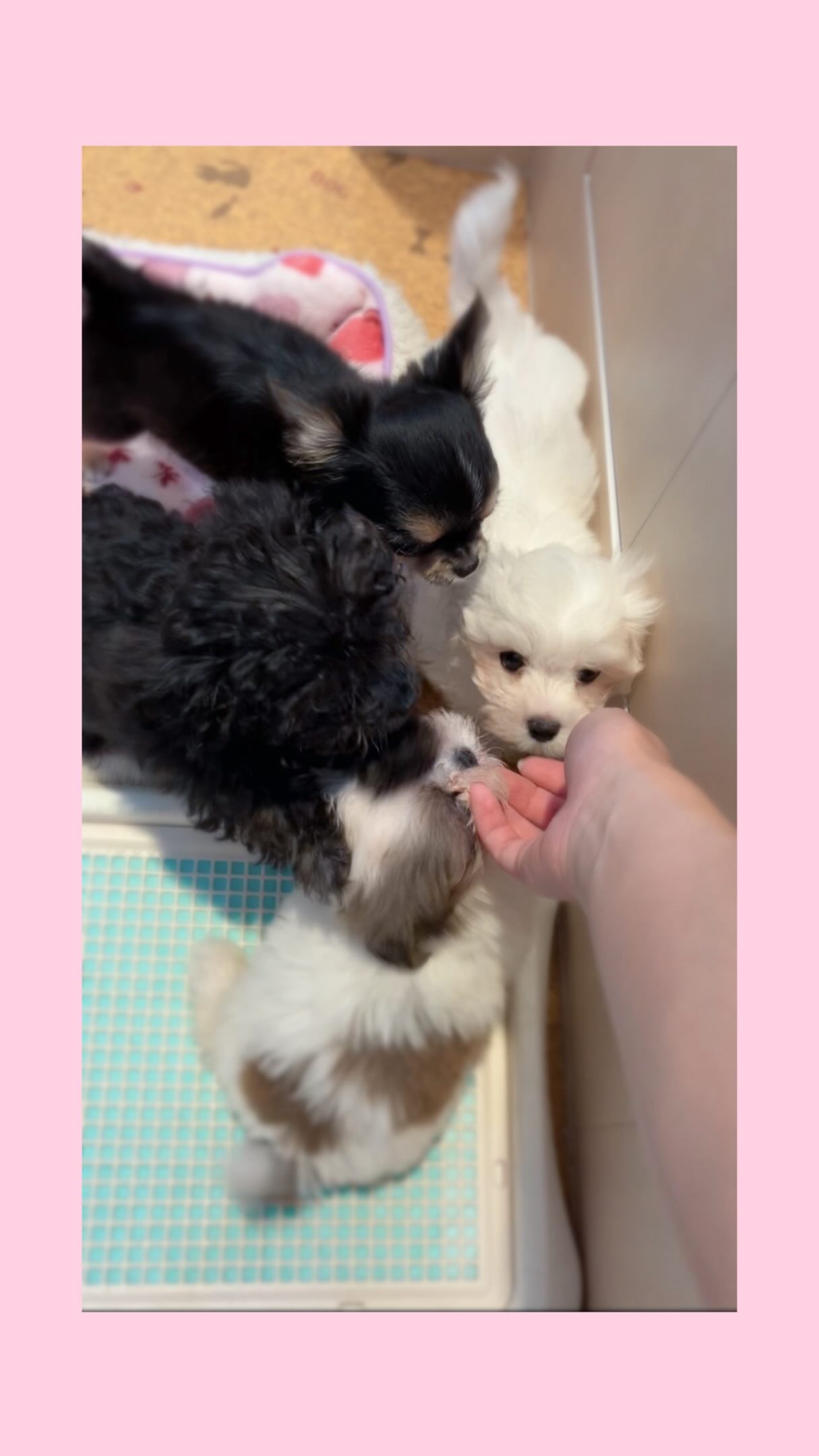 甘えん坊さんな4人さんとマイペースなマルチワ...