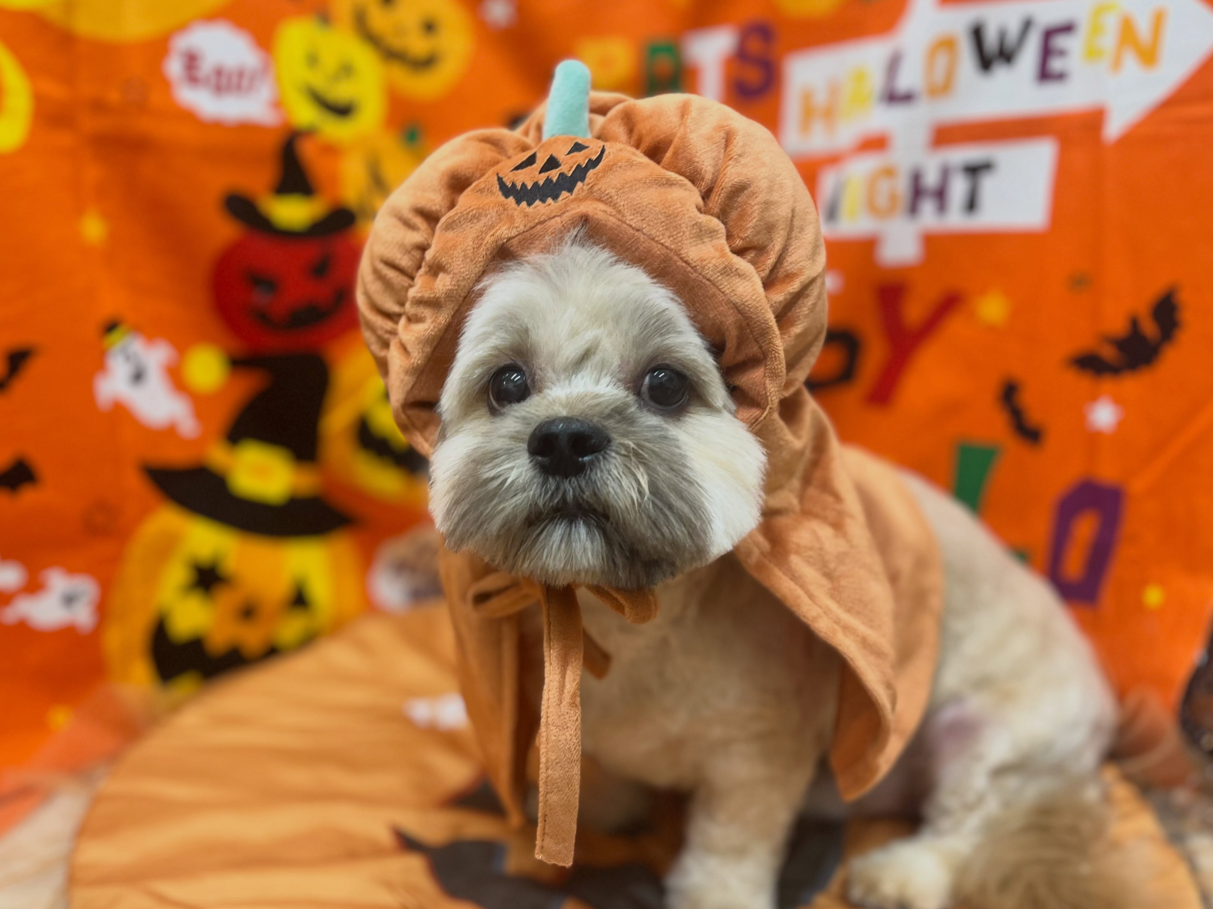 トリミングのお客様です✂️🐾👻🎃🦇