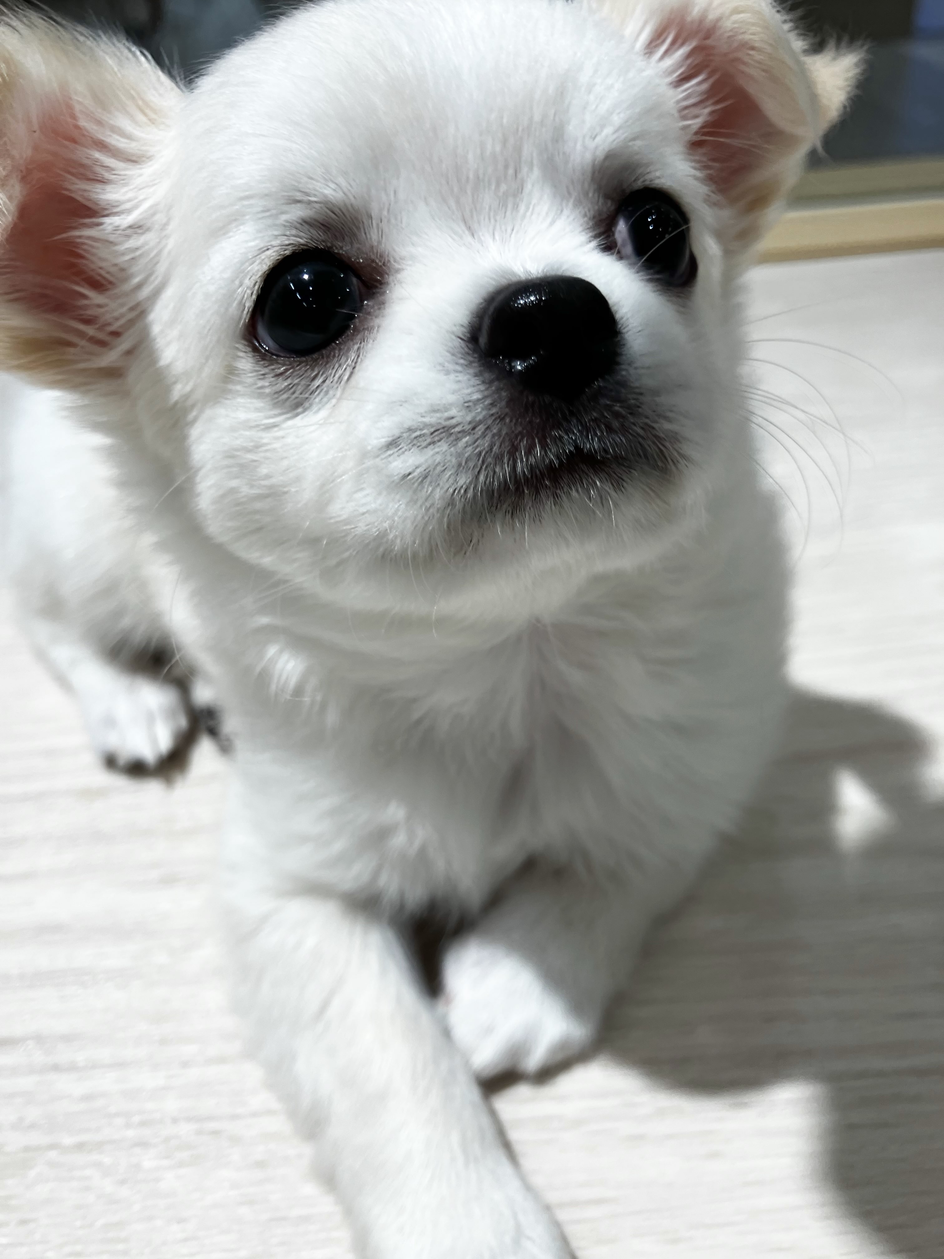 カメラ目線バッチリ👌なちぃちゃんです☺️💕