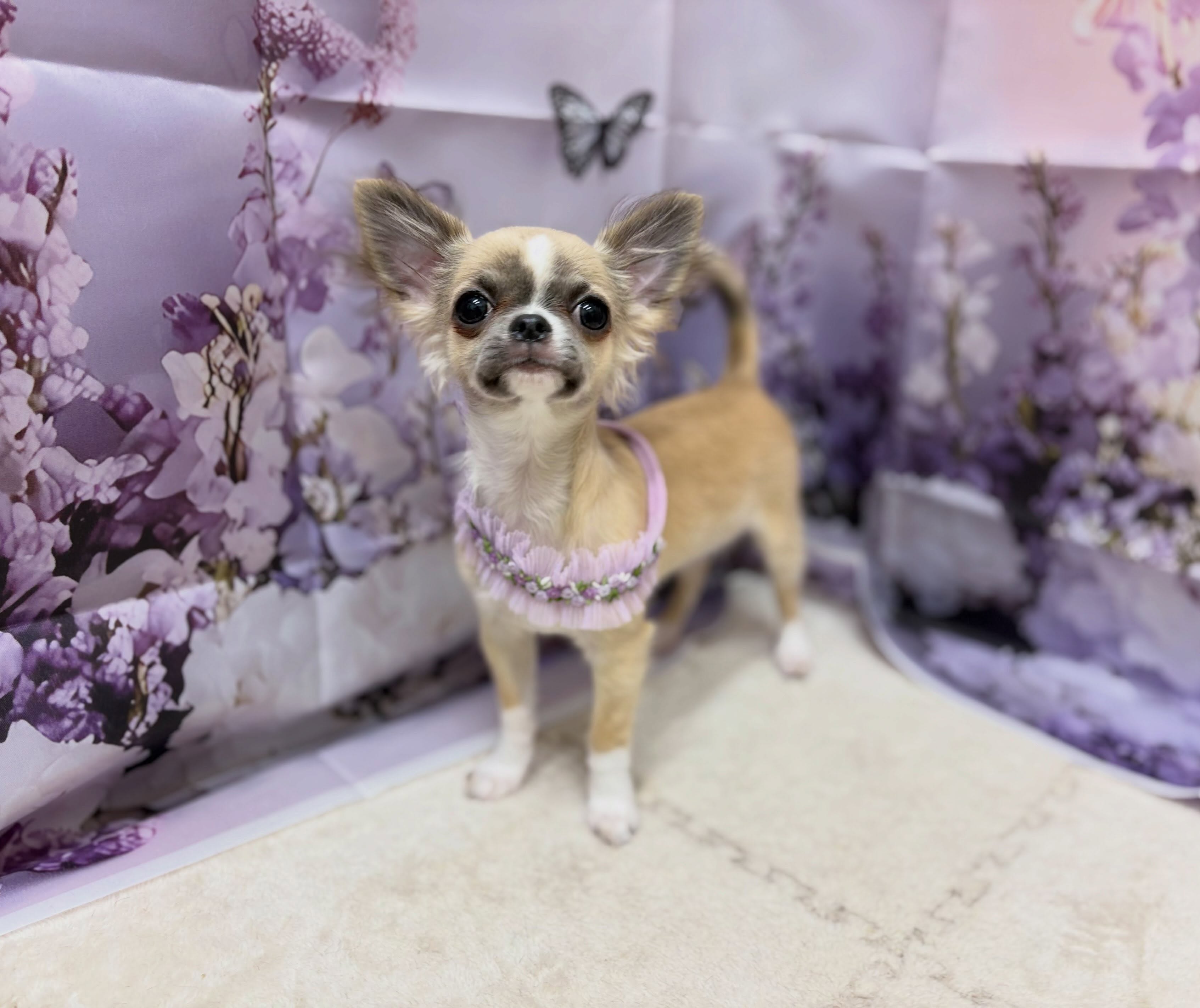 トリミングのお客様です✂️✨🦋💜‪