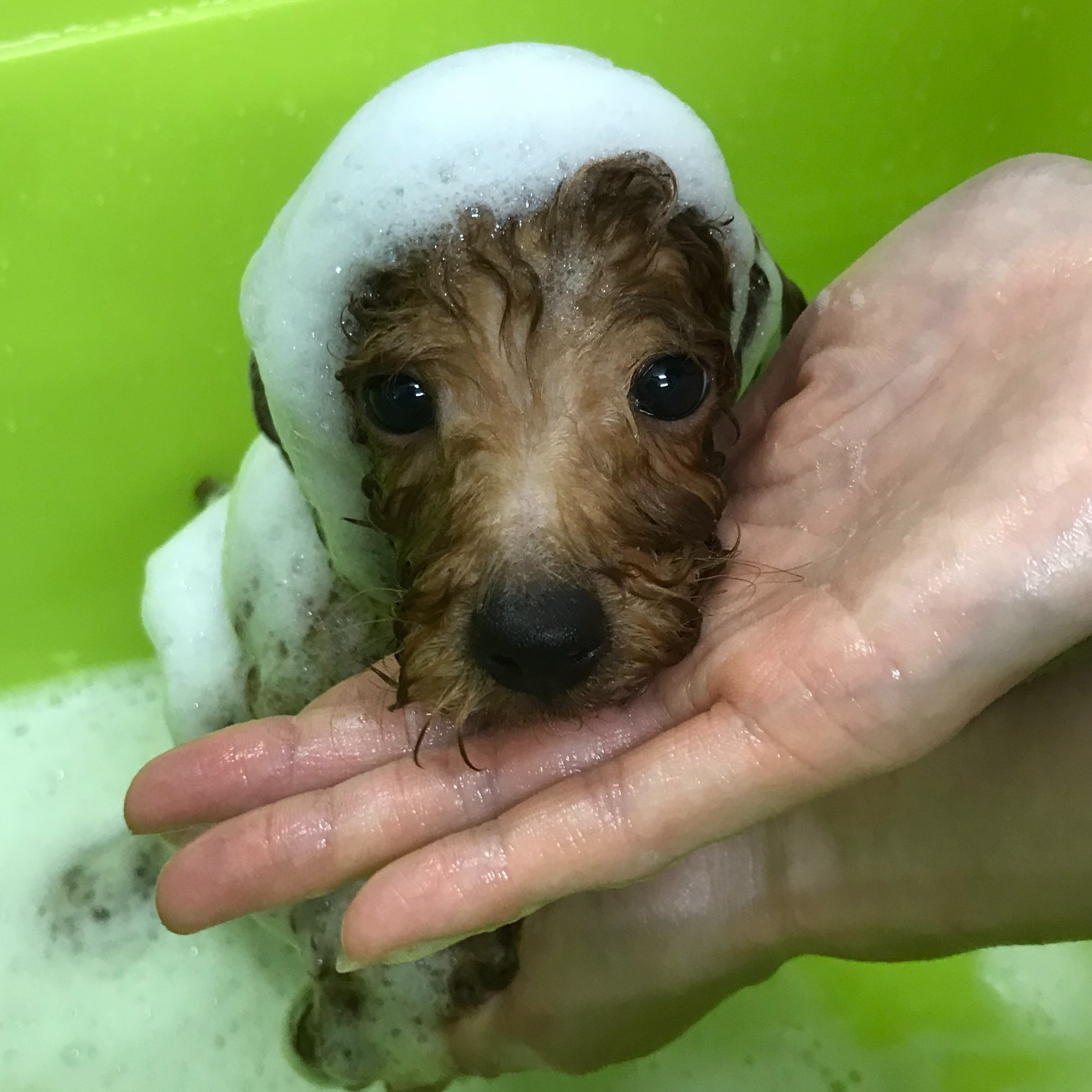 トイプーちゃんシャンプーDAY🫧🩵