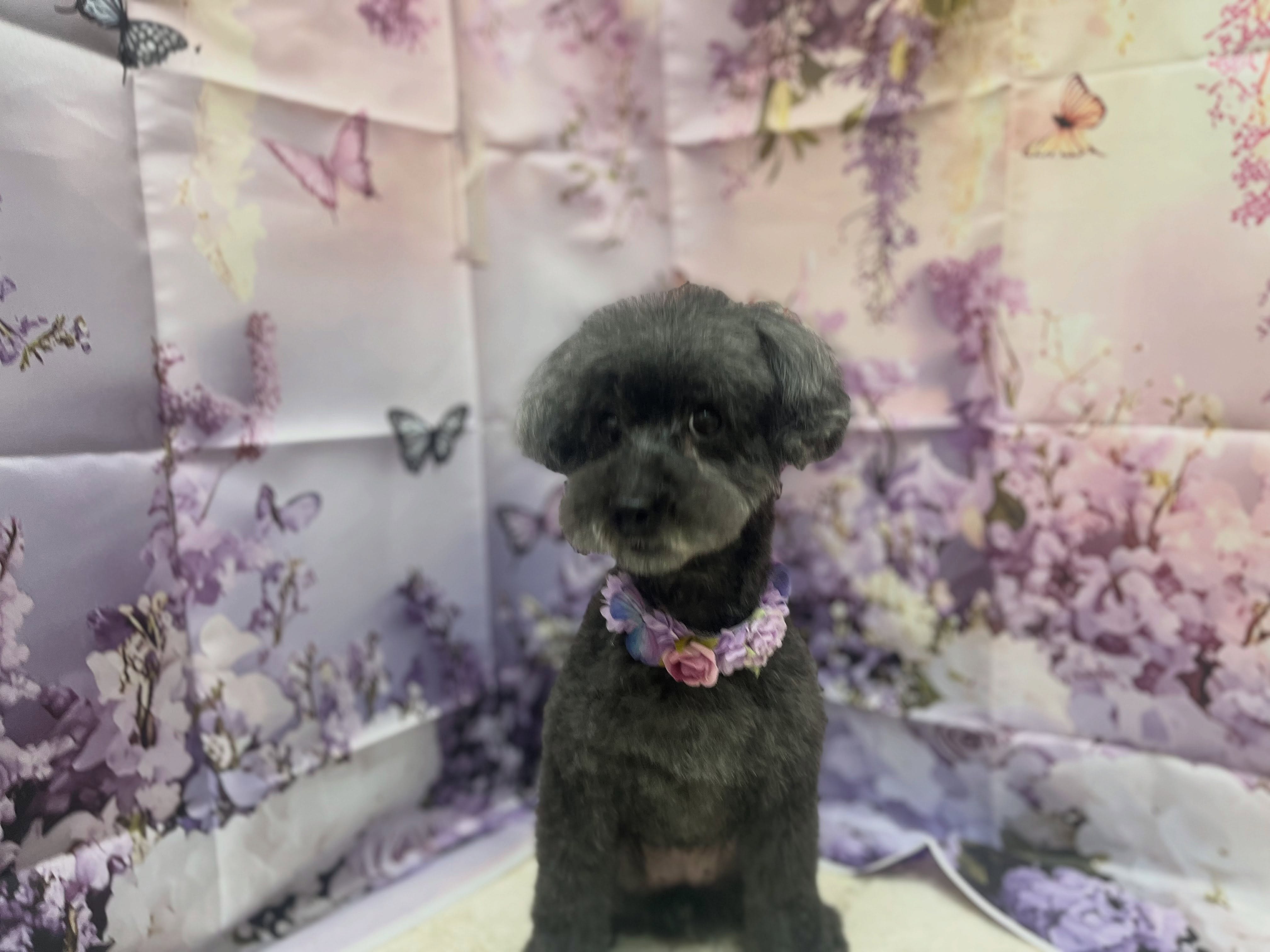 トリミングのお客様です✂️🐾🦄🧸🪻💜