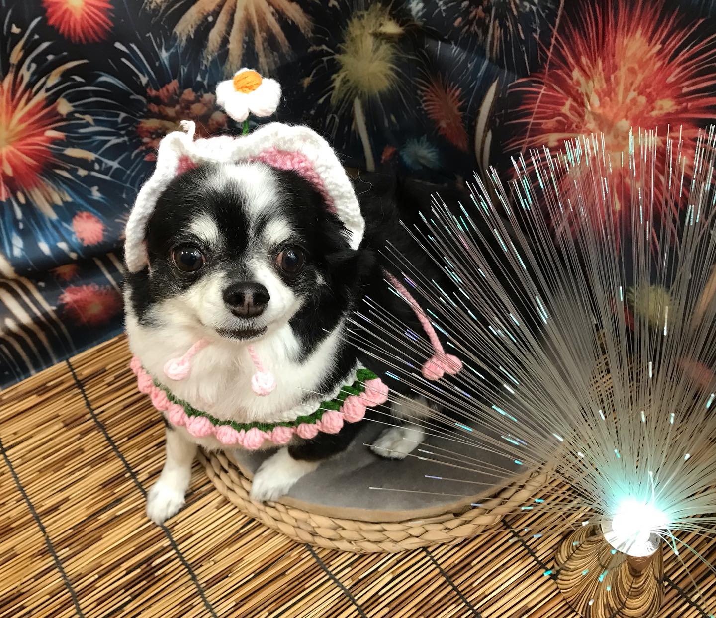 🐶チワワのブンタちゃん🐶