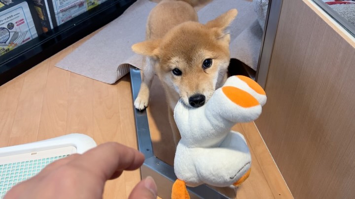 しばちゃん🩵