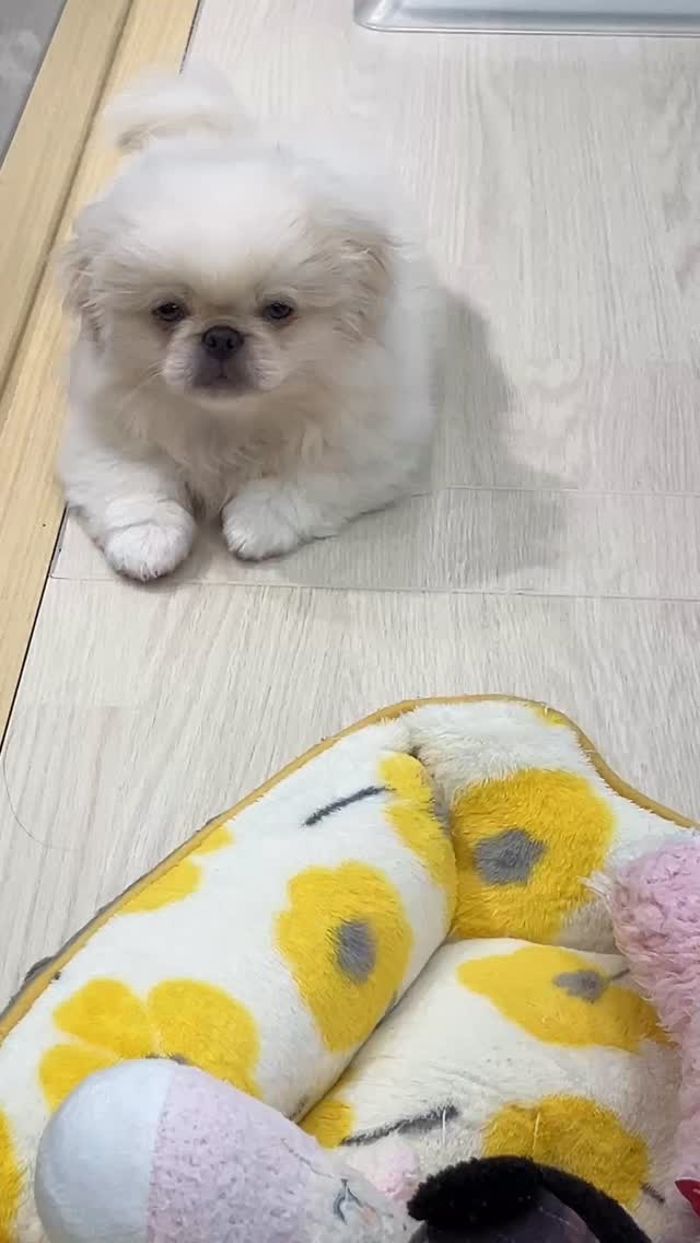 何かを訴えてくるぺきまる