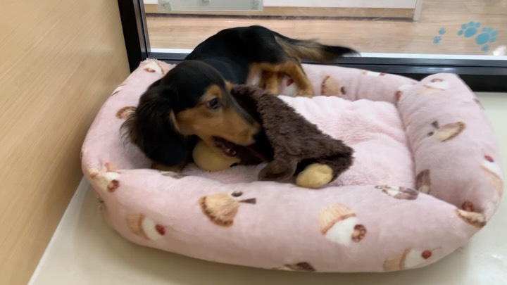 おもちゃだ〜いすき🧸🎶