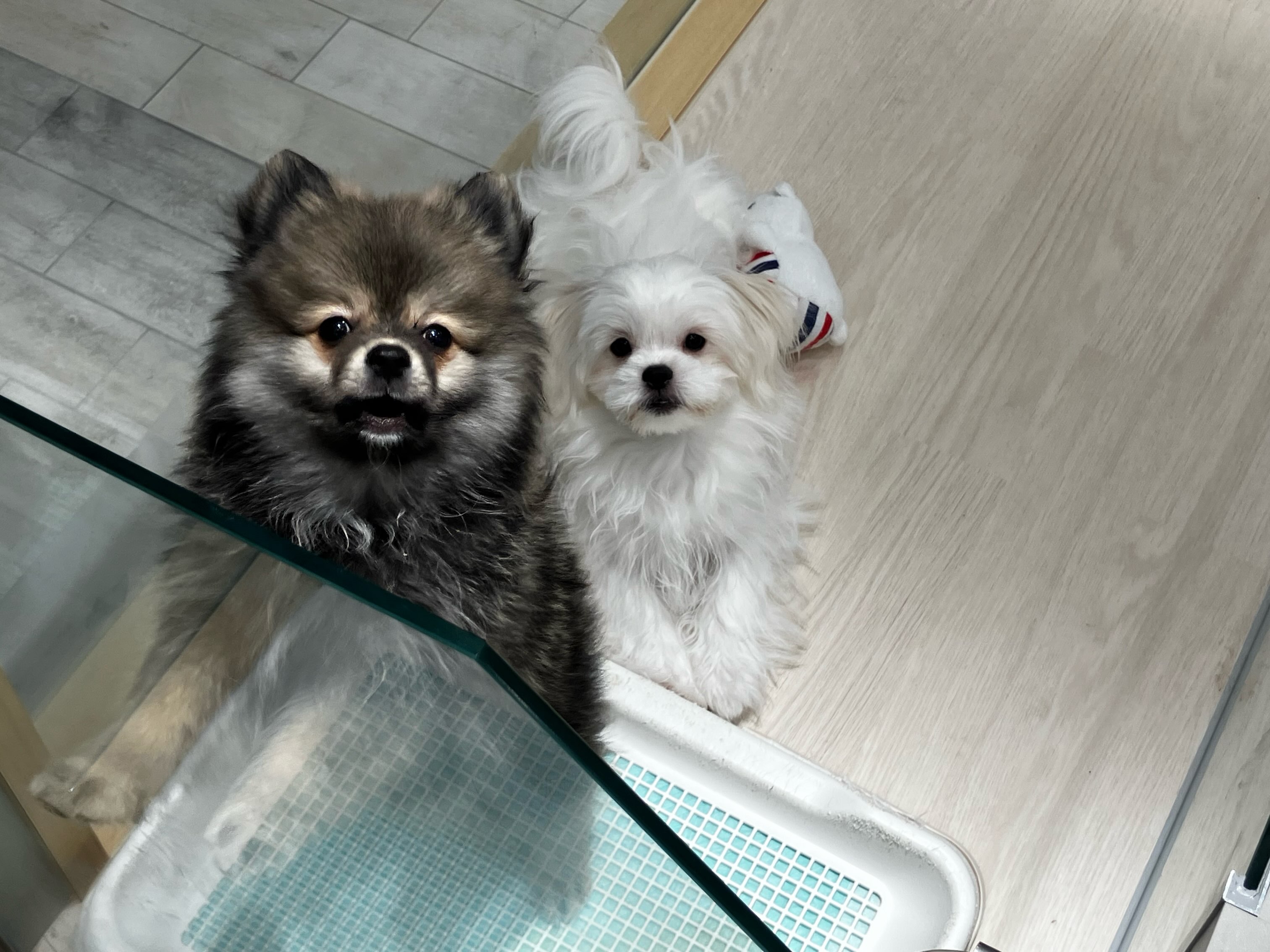 今日の仲良しさんのお写真は、ポメくんとマル...