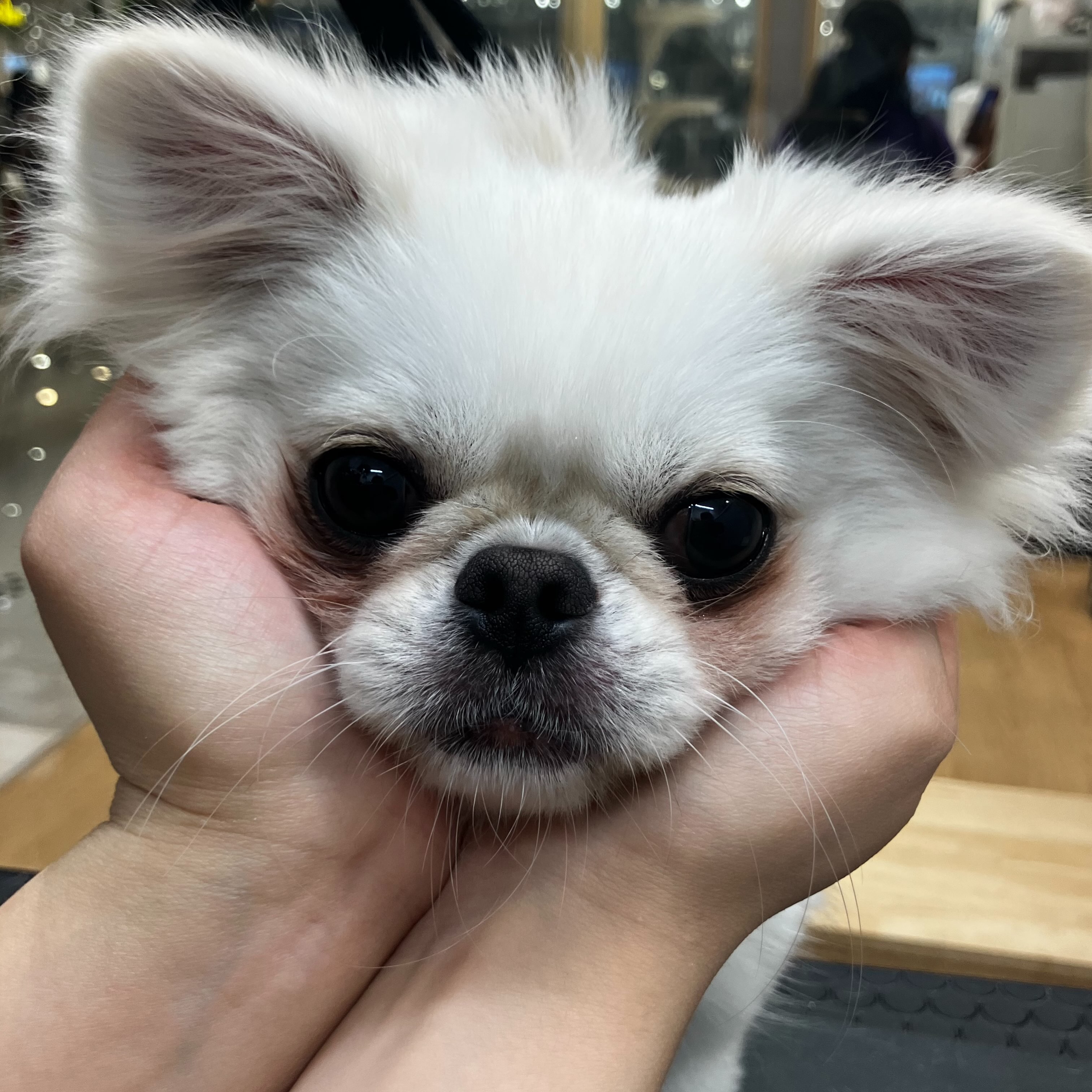 🫧トリミングご利用のお客様🫧