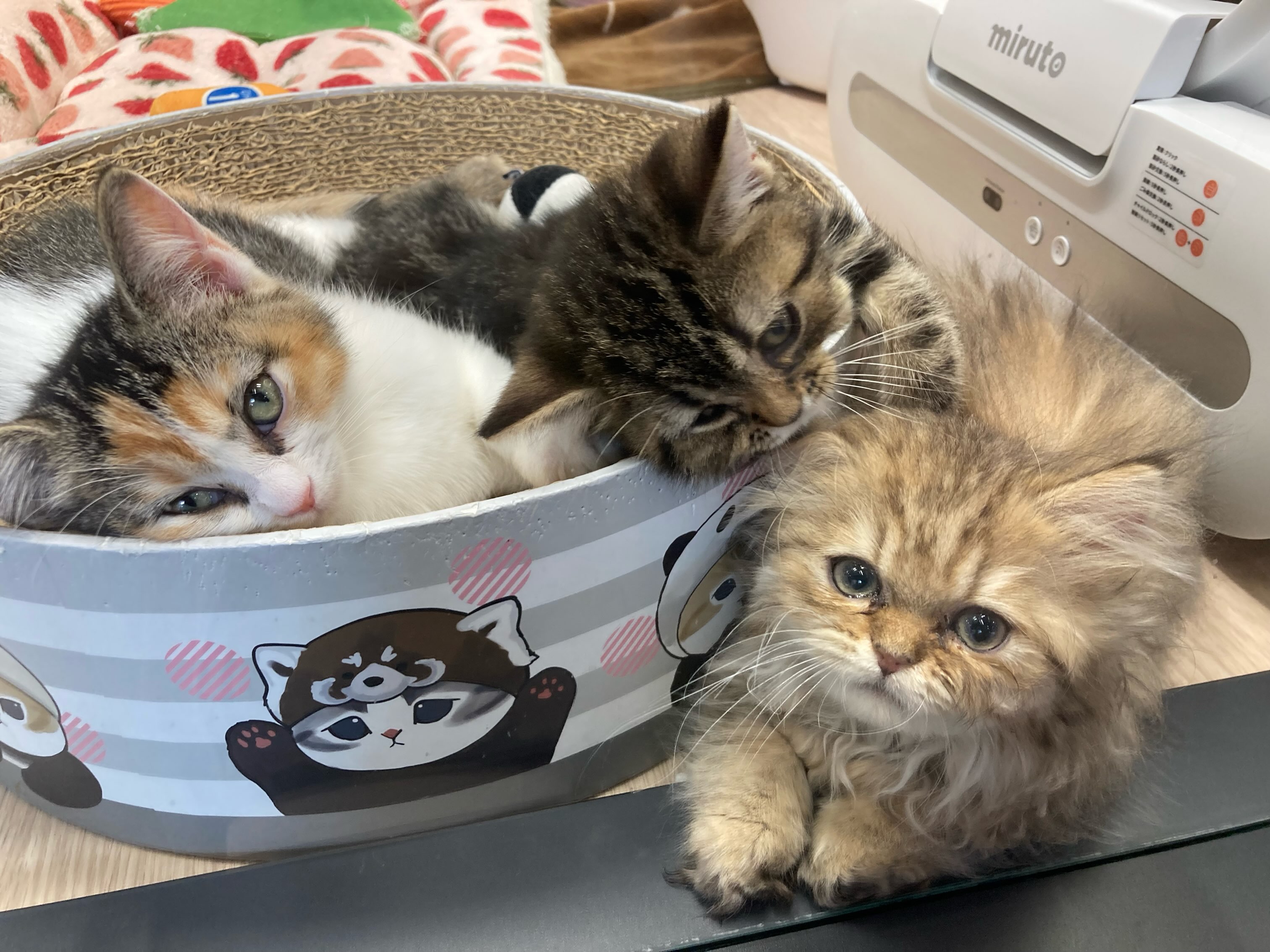 🐱仲良しさんたち🐱